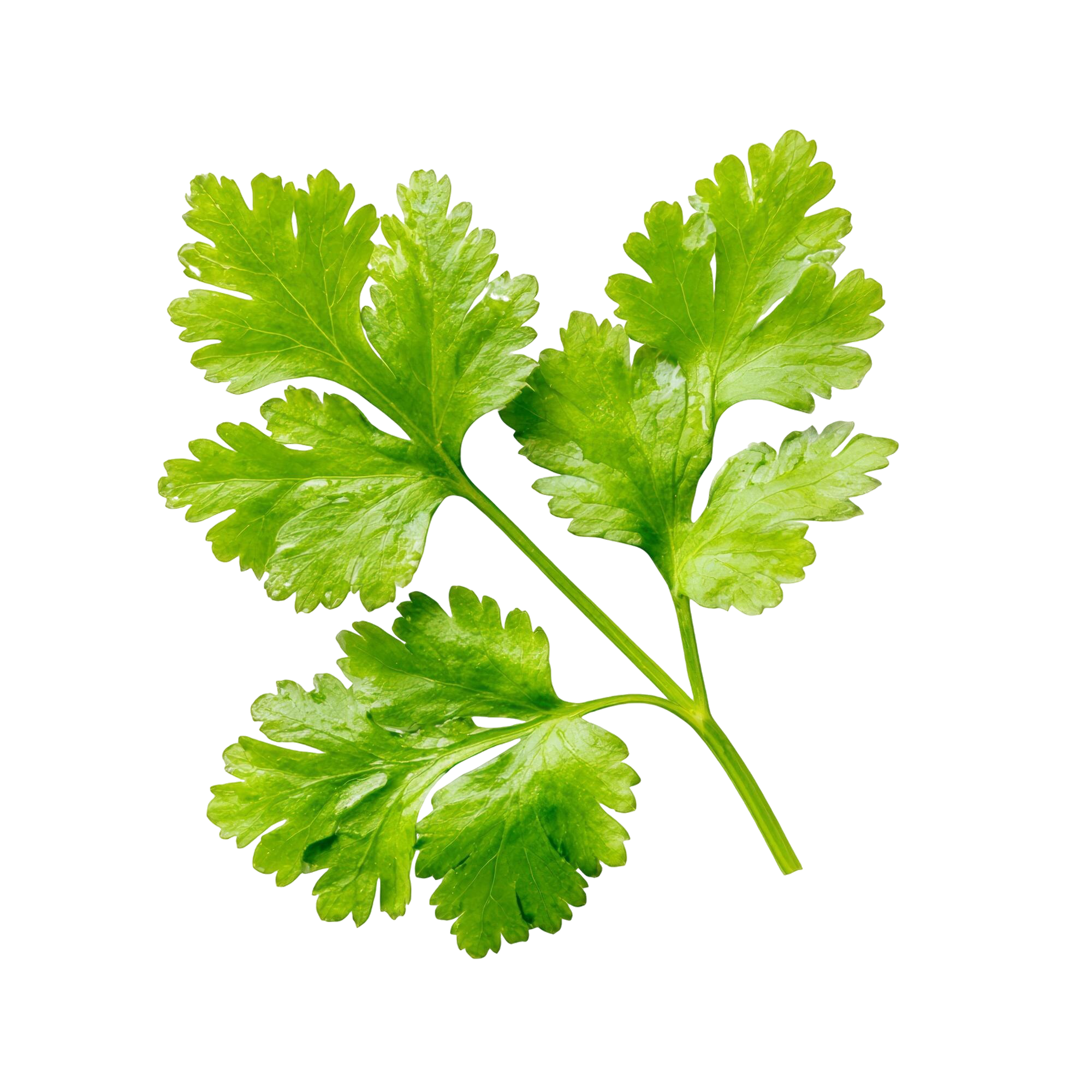 Coriander Seed