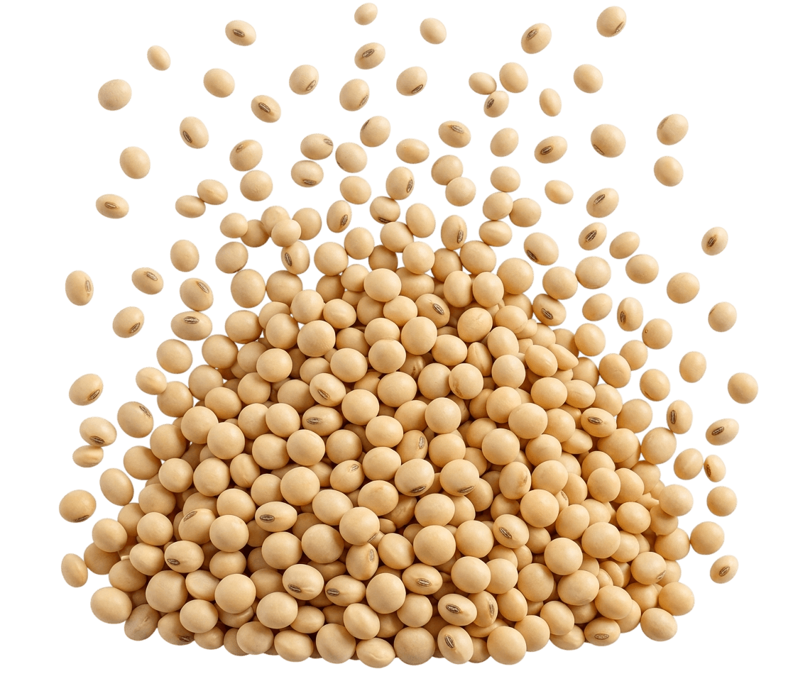 soyabean Seed