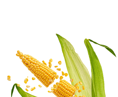 Bijankur Crop 1