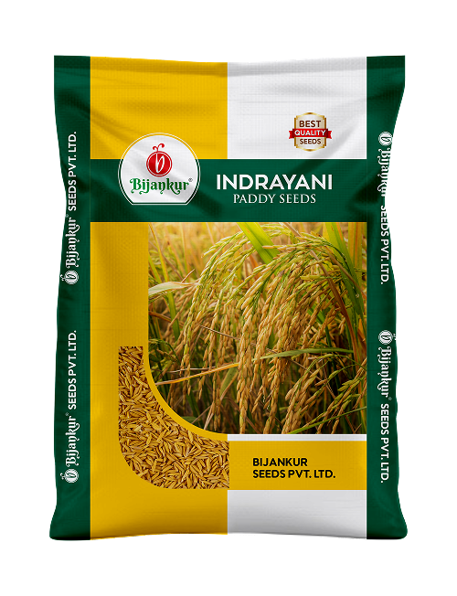Paddy — Indrayani