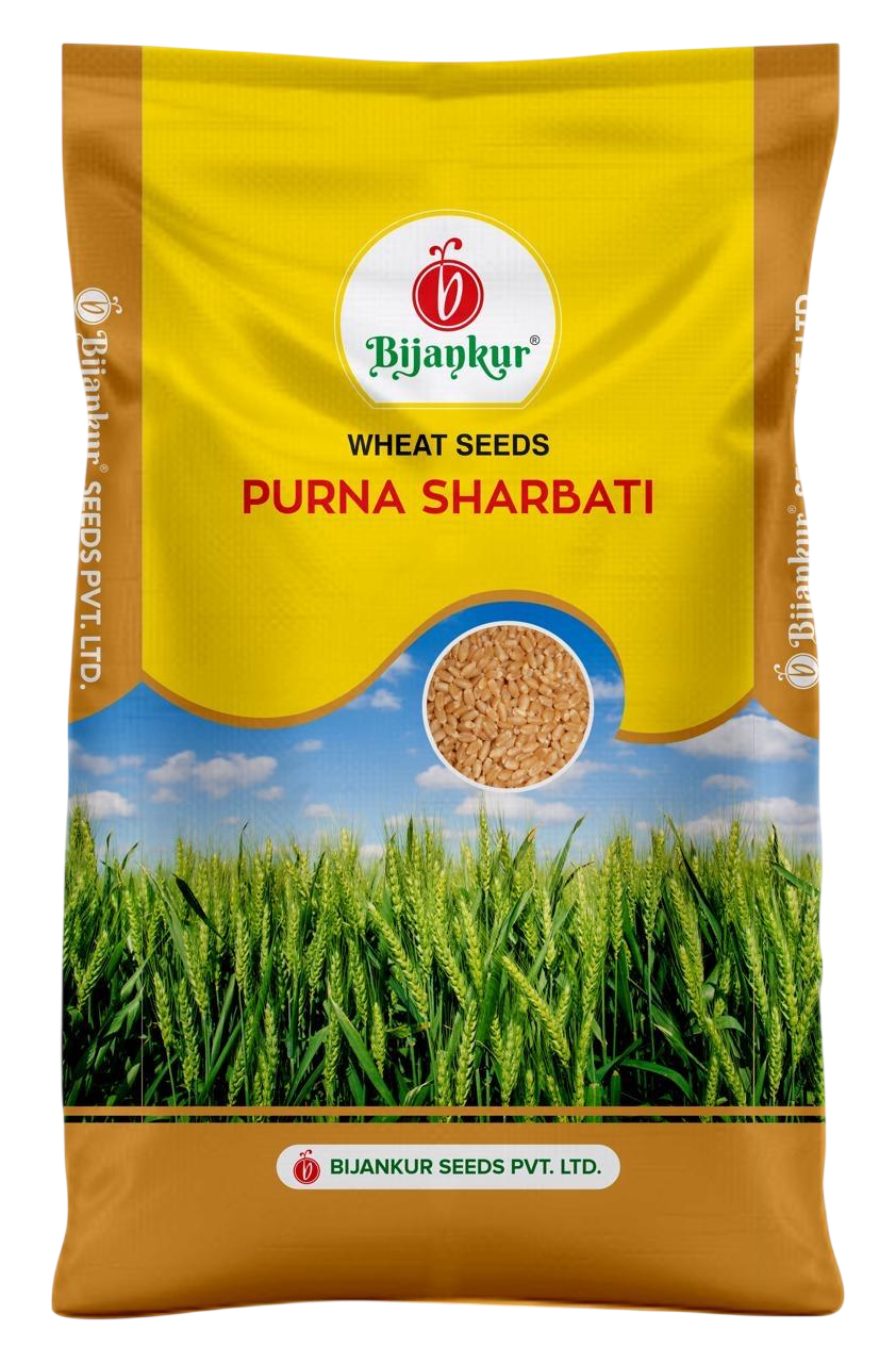 Wheat Purna Sharbati